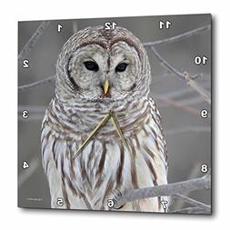 3dRose Barred Owl Wall Clock, 10 by 10-Inch